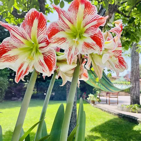 Couette-café Il Podere *