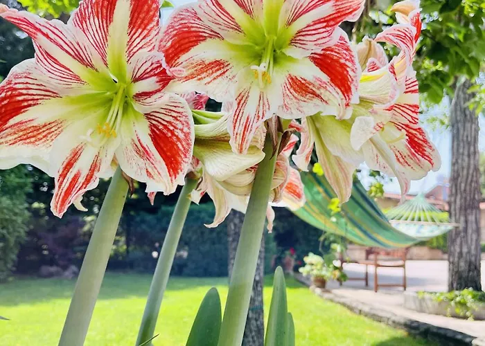 ベッド・アンド・ブレックファスト Il Podere *